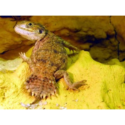 Ксенагама тейлора (Xenagama taylori) Ксенагама тейлора (Xenagama taylori)