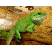 Агама водяная (Physignathus cocincinus)