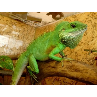 Агама водяная (Physignathus cocincinus) Агама водяная (Physignathus cocincinus)