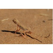 Круглоголовка песчаная Phrynocephalus interscapularis