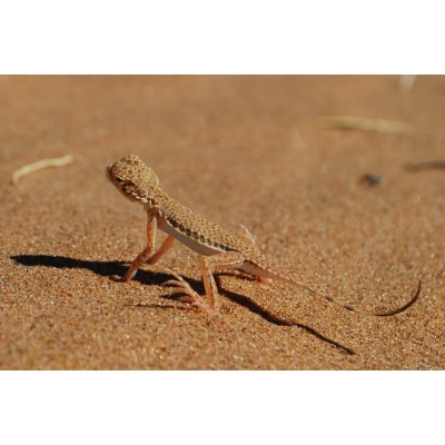 Круглоголовка песчаная Phrynocephalus interscapularis Круглоголовка песчаная Phrynocephalus interscapularis