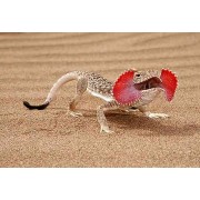 Круглоголовка ушастая (Phrynocephalus mystaceus)