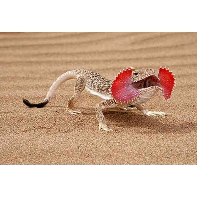 Круглоголовка ушастая (Phrynocephalus mystaceus) Круглоголовка ушастая (Phrynocephalus mystaceus)