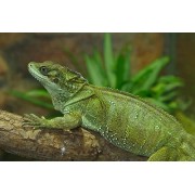 Агама парусная Вебера (Hydrosaurus weberi)