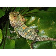 Гоноцефал хамелеоновый (Gonocephalus chamaeleontinus)