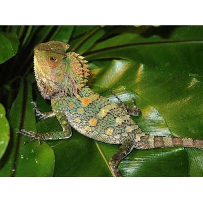 Гоноцефал хамелеоновый (Gonocephalus chamaeleontinus) Гоноцефал хамелеоновый (Gonocephalus chamaeleontinus)