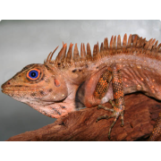 Гоноцефал Жофруа (Gonocephalus godefroye)