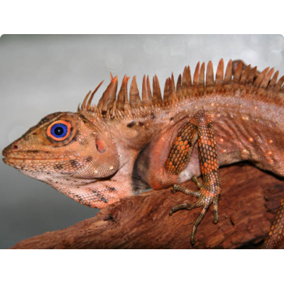 Гоноцефал Жофруа (Gonocephalus godefroye) Гоноцефал Жофруа (Gonocephalus godefroye)