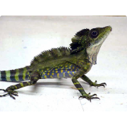 Гоноцефал большой (Gonocephalus grandis)