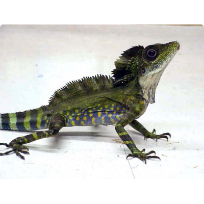 Гоноцефал большой (Gonocephalus grandis) Гоноцефал большой (Gonocephalus grandis)