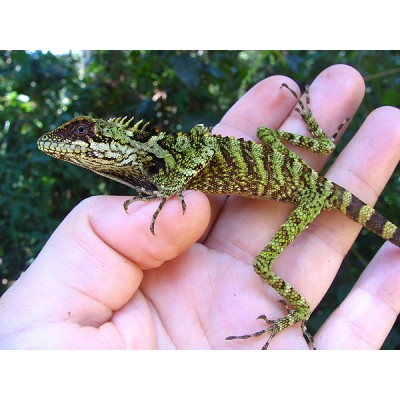 Гоноцефал Робенсона (Gonocephalus robinsonii) Гоноцефал Робенсона (Gonocephalus robinsonii)