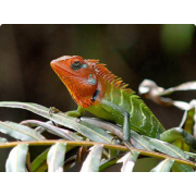 Калот обыкновенный (Calotes calotes)