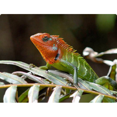 Калот обыкновенный (Calotes calotes) Калот обыкновенный (Calotes calotes)