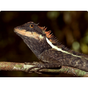 Калот китайский (Calotes emma)