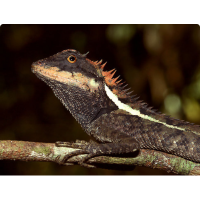 Калот китайский (Calotes emma) Калот китайский (Calotes emma)
