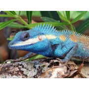 Калот усатый (Calotes mystaceus)