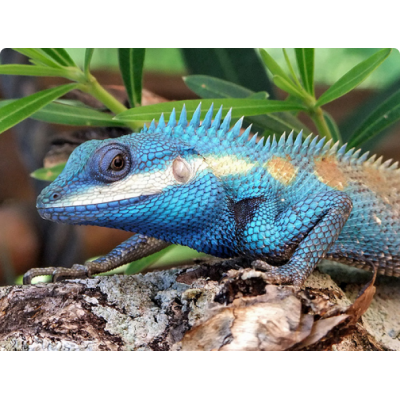 Калот усатый (Calotes mystaceus) Калот усатый (Calotes mystaceus)