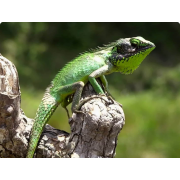 Калот черногубый (Calotes nigrilabris)