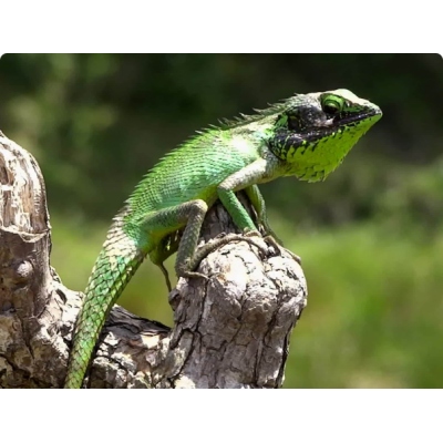 Калот черногубый (Calotes nigrilabris) Калот черногубый (Calotes nigrilabris)