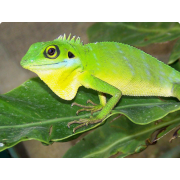Калот зелёный гребенчатый (Bronchocela cristatella)