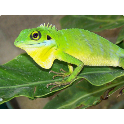 Калот зелёный гребенчатый (Bronchocela cristatella) Калот зелёный гребенчатый (Bronchocela cristatella)