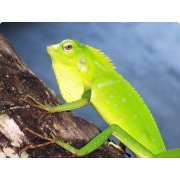 Калот лесной гривистый (Bronchocela jubata)