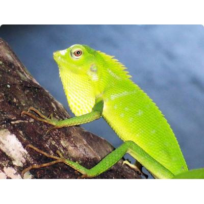 Калот лесной гривистый (Bronchocela jubata) Калот лесной гривистый (Bronchocela jubata)