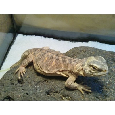 Шипохвост египетский (Uromastyx aegyptia) Шипохвост египетский (Uromastyx aegyptia)