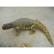 Шипохвост египетский желтая морфа (Uromastyx aegyptia yellow)