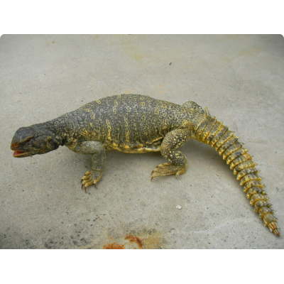 Шипохвост египетский желтая морфа (Uromastyx aegyptia yellow) Шипохвост египетский желтая морфа (Uromastyx aegyptia yellow)