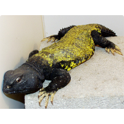 Шипохвост южно-сахарский, или малийский шипохвост (Uromastyx dispar)