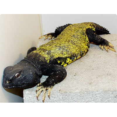 Шипохвост южно-сахарский, или малийский шипохвост (Uromastyx dispar) Шипохвост южно-сахарский, или малийский шипохвост (Uromastyx dispar)