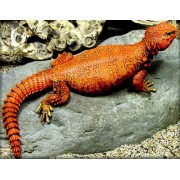 Шипохвост сахарский Гейри (Uromastyx geyri)