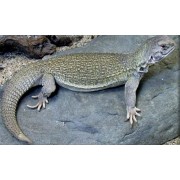 Шипохвост индийский (Uromastyx hardwickii)