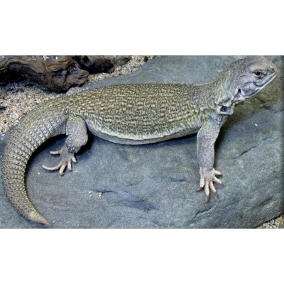 Шипохвост индийский (Uromastyx hardwickii) Шипохвост индийский (Uromastyx hardwickii)