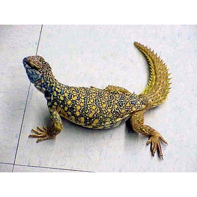 Шипохвост Макфадена (Uromastyx macfadyeni) Шипохвост Макфадена (Uromastyx macfadyeni)