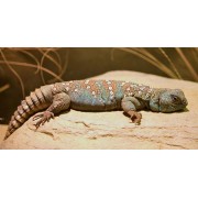 Шипохвост глазчатый (Uromastyx ocellata)