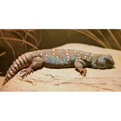 Шипохвост глазчатый (Uromastyx ocellata) Шипохвост глазчатый (Uromastyx ocellata)