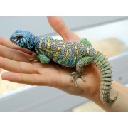 Шипохвост украшенный (Uromastyx ornata)