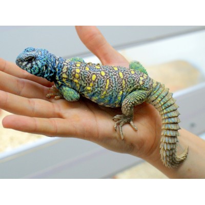 Шипохвост украшенный (Uromastyx ornata) Шипохвост украшенный (Uromastyx ornata)