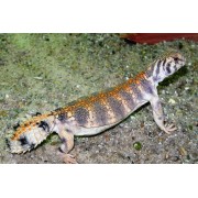 Шипохвост оманский (Uromastyx thomasi)