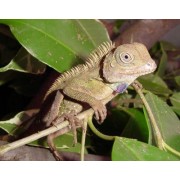 Акантозавр гребенчатый (Acanthosaura armata)