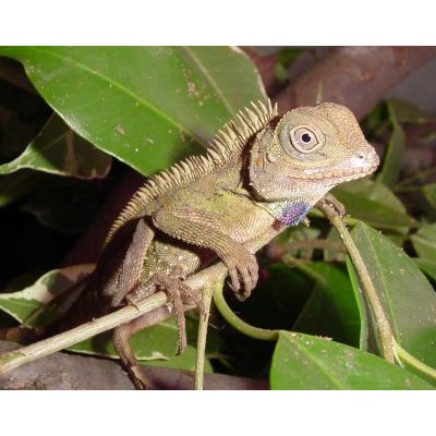 Акантозавр гребенчатый (Acanthosaura armata) Акантозавр гребенчатый (Acanthosaura armata)