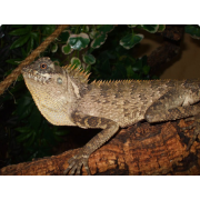 Акантозавр крестоносный (Acanthosaura crucigera)