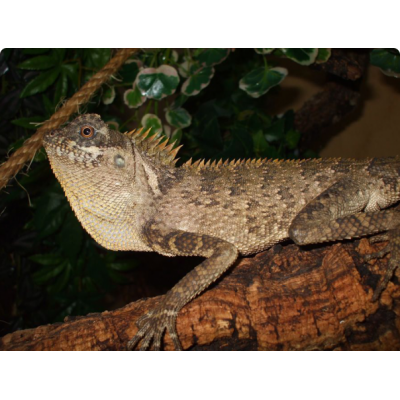Акантозавр крестоносный (Acanthosaura crucigera) Акантозавр крестоносный (Acanthosaura crucigera)