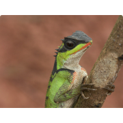 Акантозавр жемчужнобрюхий (Acanthosaura lepidogaster)