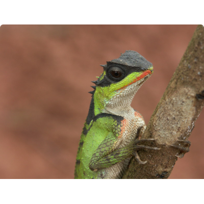 Акантозавр жемчужнобрюхий (Acanthosaura lepidogaster) Акантозавр жемчужнобрюхий (Acanthosaura lepidogaster)
