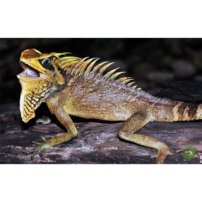 Акантозавр Натальи (Acanthosaura nataliae) Акантозавр Натальи (Acanthosaura nataliae)