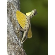 Дракон летающий линейчатый (Draco lineatus)
