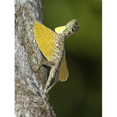 Дракон летающий линейчатый (Draco lineatus) Дракон летающий линейчатый (Draco lineatus)